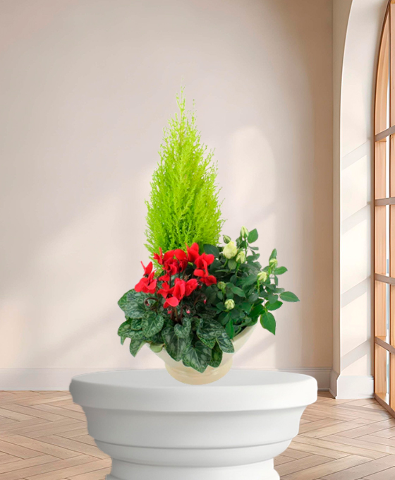 Plantes Deuil