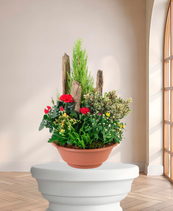 Cyclamen Blanc — fleurs de deuil livrees a Paris